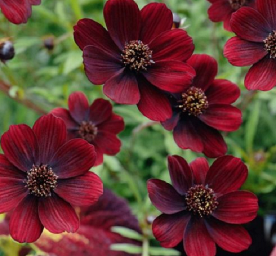 hoatuoi360-tim-hieu-nhung-loai-hoa-doc-la-tren-the-gioi-18